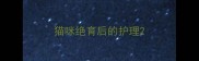 猫咪绝育后的护理