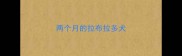 两个月的拉布拉多犬