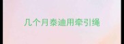 几个月泰迪用牵引绳