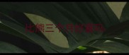 比熊三个月好看吗