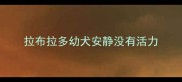 拉布拉多幼犬安静没有活力