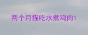 两个月猫吃水煮鸡肉