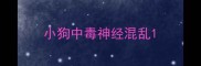 小狗中毒神经混乱
