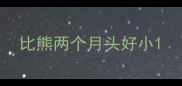 比熊两个月头好小