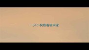 一只小狗跟着我回家