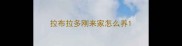 拉布拉多刚来家怎么养