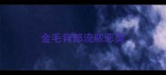 金毛背部流脓恶臭