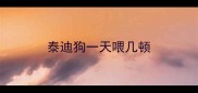 泰迪狗一天喂几顿