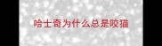 哈士奇为什么总是咬猫