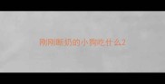 刚刚断奶的小狗吃什么