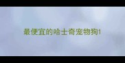 最便宜的哈士奇宠物狗