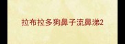拉布拉多狗鼻子流鼻涕