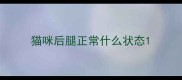猫咪后腿正常什么状态