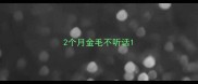 2个月金毛不听话