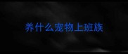 养什么宠物上班族