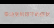 泰迪受到惊吓的症状