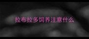 拉布拉多饲养注意什么