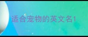 适合宠物的英文名