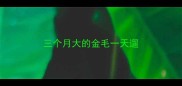 三个月大的金毛一天遛