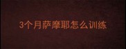 3个月萨摩耶怎么训练