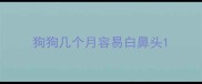 狗狗几个月容易白鼻头