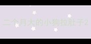 二个月大的小狗拉肚子