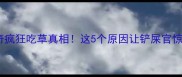 哈士奇疯狂吃草真相这5个原因让铲屎官惊掉下巴