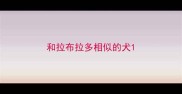 和拉布拉多相似的犬