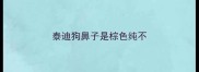 泰迪狗鼻子是棕色纯不