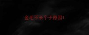金毛不长个子原因