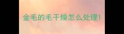 金毛的毛干燥怎么处理