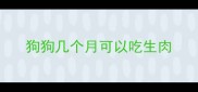 狗狗几个月可以吃生肉