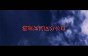 猫咪如何区分公母