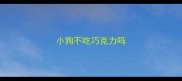 小狗不吃巧克力吗