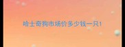 哈士奇狗市场价多少钱一只