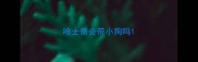 哈士奇会带小狗吗