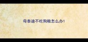 母泰迪不吃狗粮怎么办