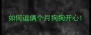 如何逗俩个月狗狗开心