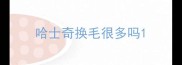 哈士奇换毛很多吗