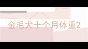 金毛犬十个月体重