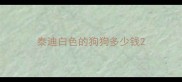 泰迪白色的狗狗多少钱