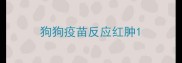 狗狗疫苗反应红肿