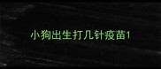 小狗出生打几针疫苗