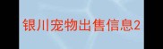 银川宠物出售信息