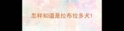 怎样知道是拉布拉多犬