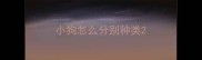 小狗怎么分别种类