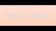 萨摩耶几个月算是幼犬