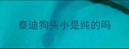 泰迪狗头小是纯的吗