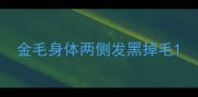 金毛身体两侧发黑掉毛