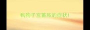 狗狗子宫蓄脓的症状